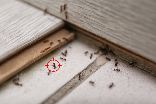 Best Residential Pest Control  in Esparto, CA